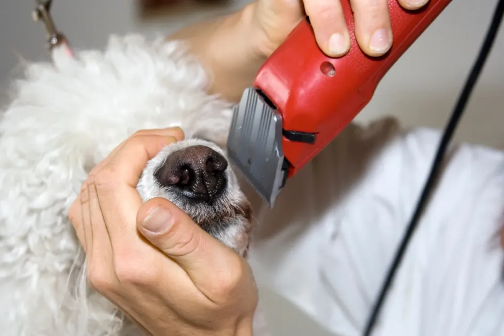 Toilettage canin à Trémont sur Saulx